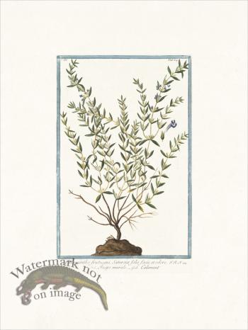 Bonelli 264 Shrubby Calamint